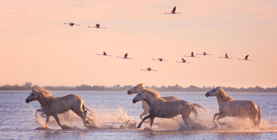 la Camargue